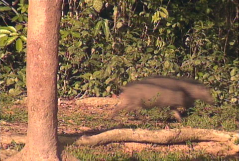 African Forest Hogs Stock Footage 607003