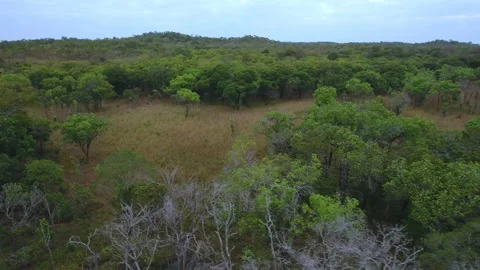 African forest, panorama Stock Footage 220304590
