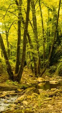 African forest Stock Photos