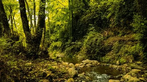 African forest Stock Photos