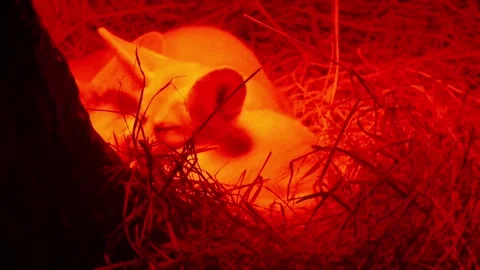 African fox Stockbeeldmateriaal 290834971