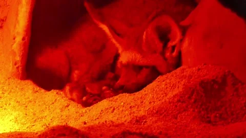 African fox Stockbeeldmateriaal 290834976