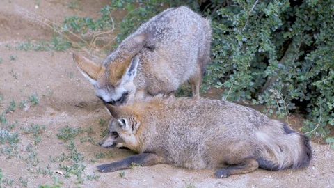 African fox portrait close up Stock Footage 97211091