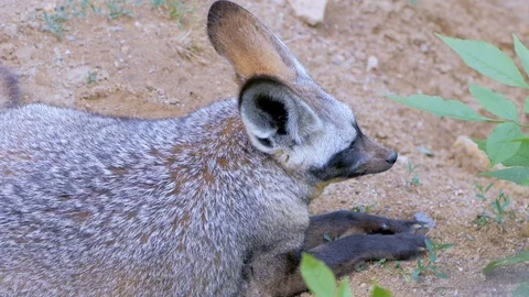 African fox portrait close up Stock Footage 97211099