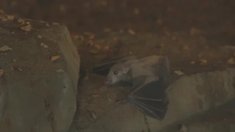 African Fruit Bat Stock Footage 86576958