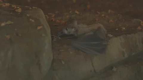 African Fruit Bat 스톡 동영상 86577038