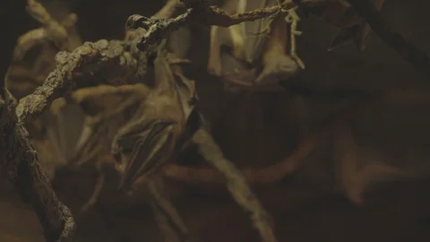 African Fruit Bat Stock Footage 86656140