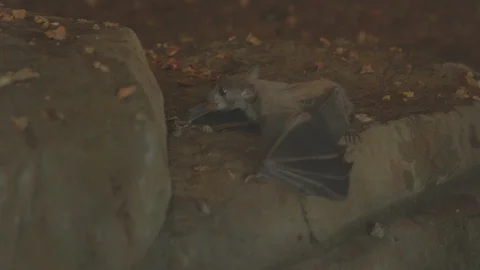African Fruit Bat Stock Footage 86656145