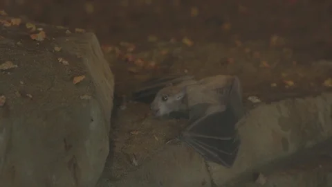 African Fruit Bat Stock Footage 86656180
