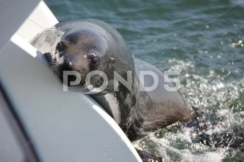 African fur seal entering a boat Stock Photos