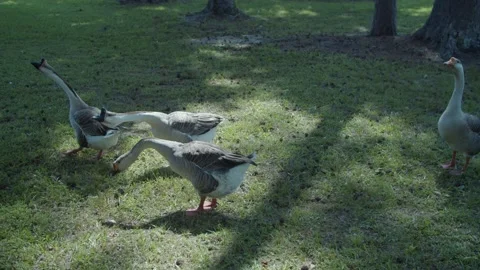 African Geese walking in park Stock Footage 196295059