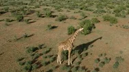 African Giraffe, Aerial Pan Around Tall Animal In Kenya 4K Stock Footage