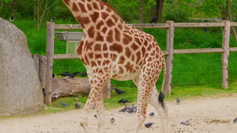 African giraffe against green trees in zoo. Closeup Stock Footage 311028568