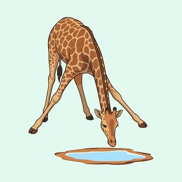 African Giraffe Bending Down Drinking Water Vector Illustration  Stock Illustration
