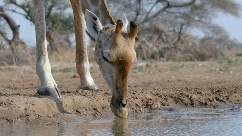 African Giraffe Drinking Then Flicking Head with Water Splash, Slow Motion Stock Footage 333963363