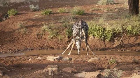 AFRICAN GIRAFFE DRINKING WATER Stock Footage 11966780