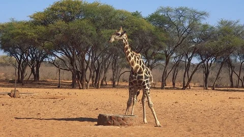 African giraffe drinking from well Video stock 118444945