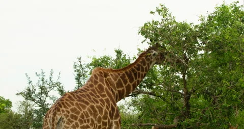 African Giraffe Eating Green Tree Leaves Backside Medium Shot Kruger Park Stock Footage 340399722