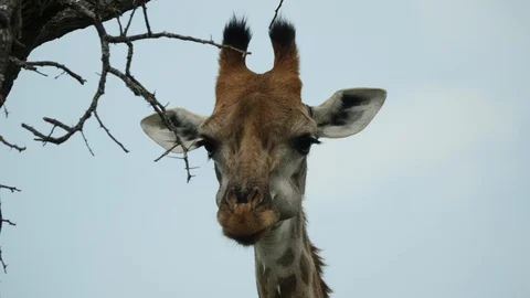 African Giraffe Stock Footage 124414213