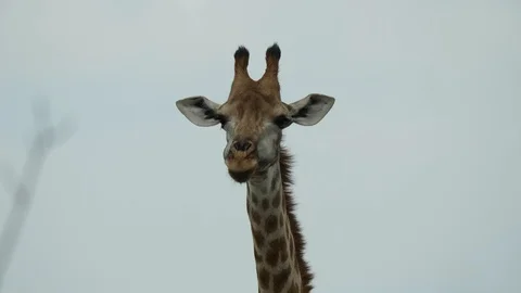African Giraffe Stock Footage 124415007