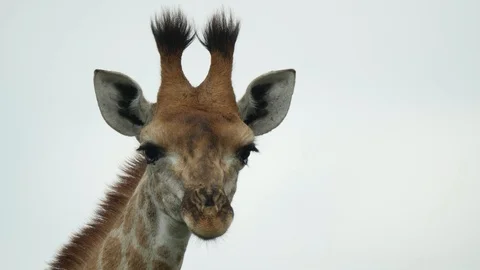 African Giraffe Stock Footage 124415359
