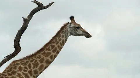 African Giraffe Stock Footage 124416492