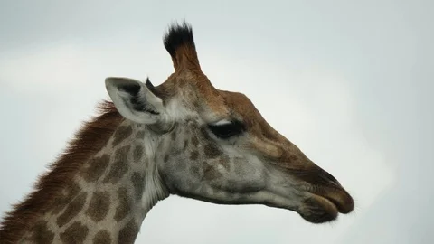 African Giraffe Stock Footage 124417581