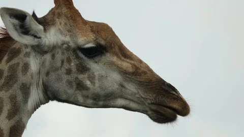 African Giraffe Stock Footage 124418357