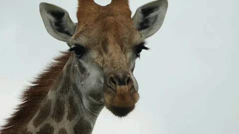 African Giraffe Stock Footage 124419453