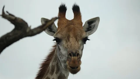 African Giraffe Stock Footage 124419850