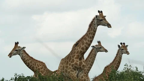 African Giraffe Stock Footage 124420759
