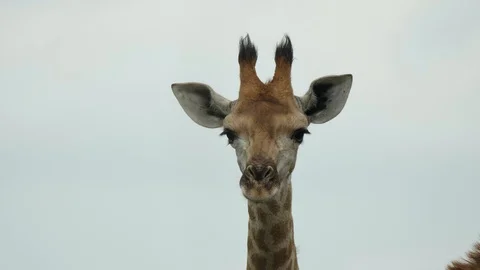 African Giraffe Stock Footage 124422835