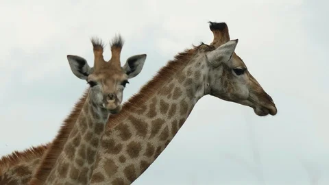 African Giraffe Stock Footage 124424077