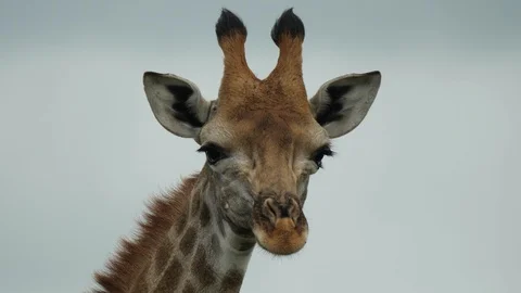 African Giraffe Stock Footage 124424083
