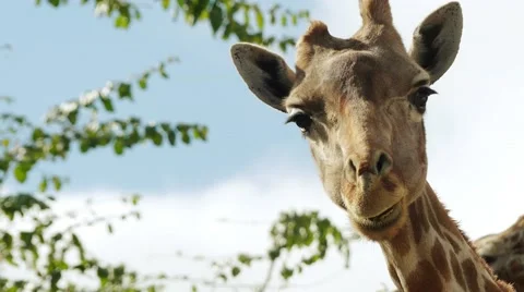 African giraffe (Giraffa camelopardalis) 스톡 동영상 65565515