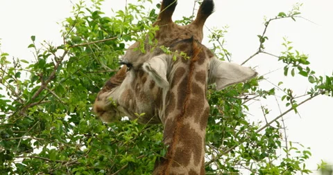 African Giraffe Head Close-up Eating Green Tree Leaves Kruger National Park Stock Footage 340398731