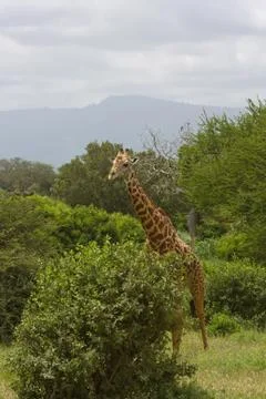 African giraffe Stock Photos