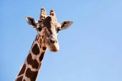 African Giraffe Stock Photos