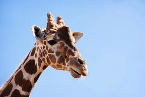 African Giraffe Stock Photos