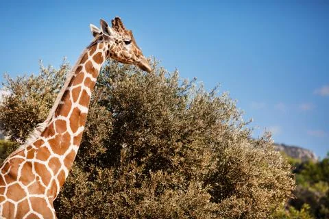 African Giraffe Stock Photos
