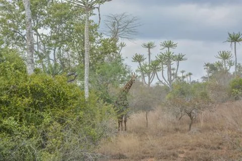 African Giraffe Foto stock