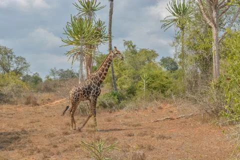 African Giraffe Stock Photos