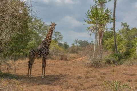 African Giraffe Stock Photos