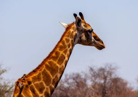 African Giraffe Stock Photos