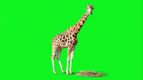 African giraffe slowly walking seamlessly looped on green screen, real shot.. Stock Footage 307007166