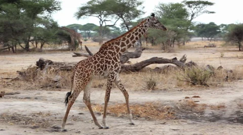 African Giraffe Walking Across the Plain Stock Footage 65379998