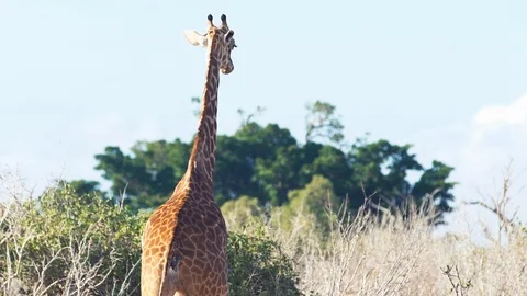 African Giraffe walking in slow motion Stock Footage 86320545