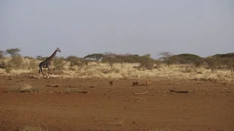 AFRICAN GIRAFFE WALKING WARTHOGS Kenya, Africa Stock Footage 11966276