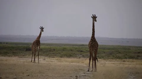 AFRICAN GIRAFFE WALKS TO ANOTHER Stock Footage 11956216