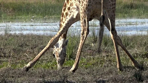 African Giraffes Drinking From River Stock Footage 83146231